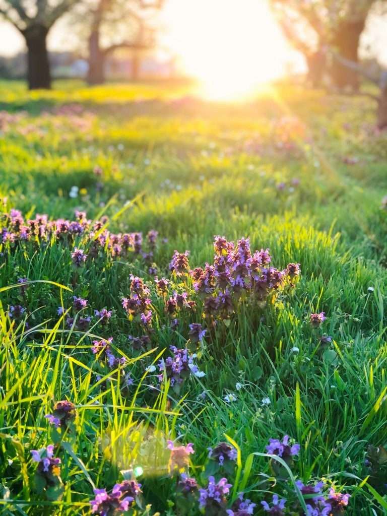 Lavender flowers in a field with sunlight filtering through
